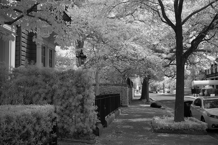 Sidewalk with Lush Vegetation in Infrared.